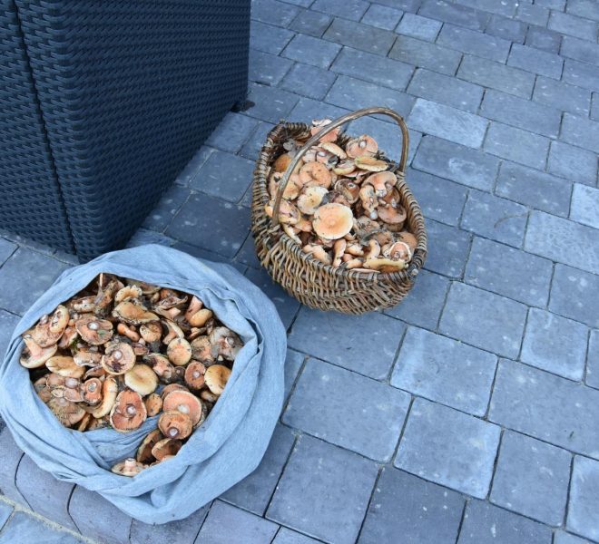 Grzybo branie